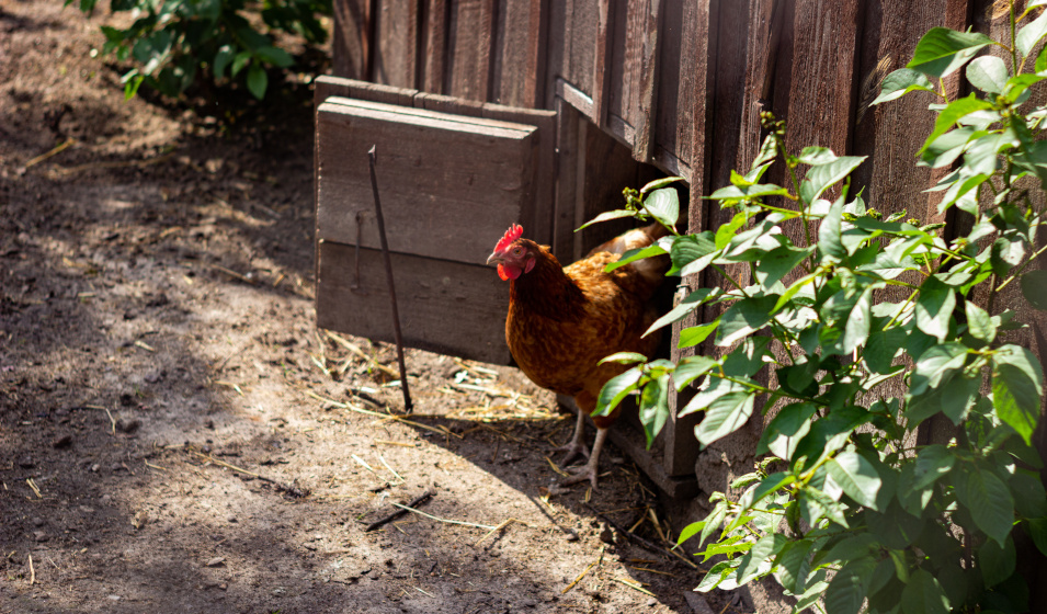 Une poule rousse sort par la porte de son poulailler