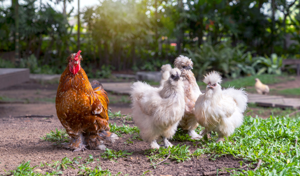 Les protéines sont nécessaires dans l'alimentation pendant la mue des poules 