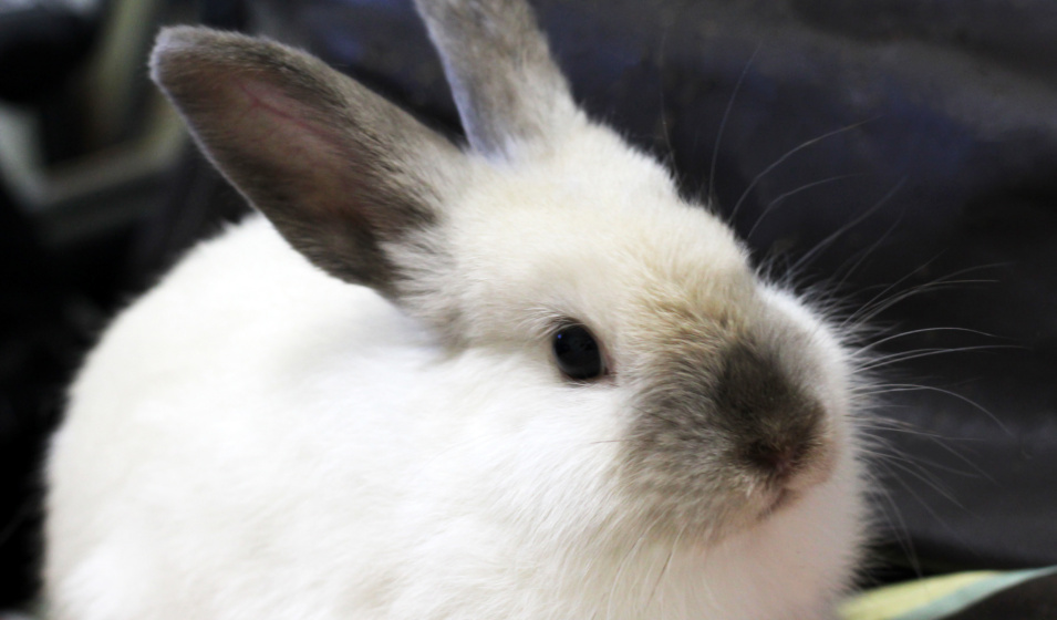 Le lapin nain rex demande peu d'entretien au quotidien ! 