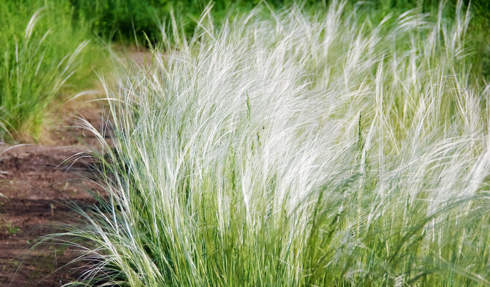 happy plant freital Plant Food main image 1