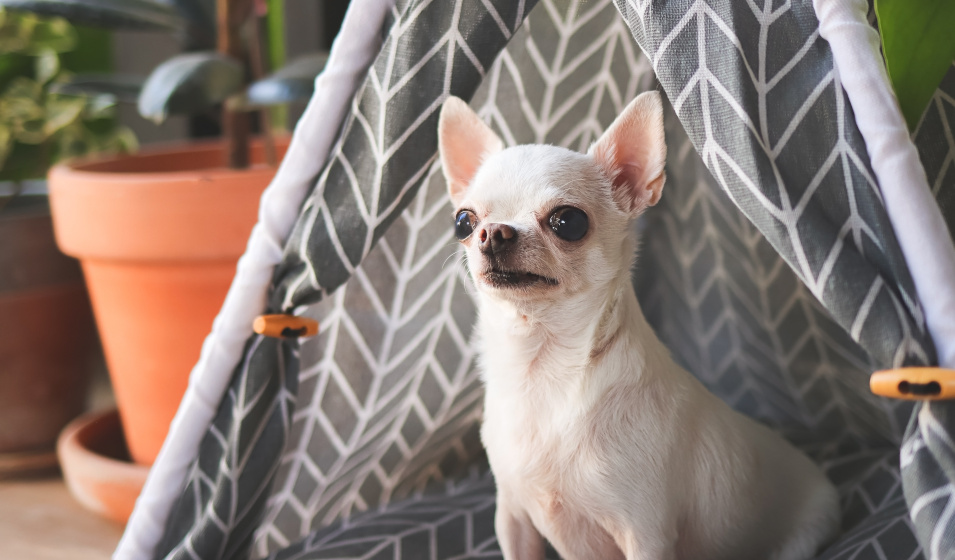 Un chien chihuahua blanc à poil court assis dans son tipi