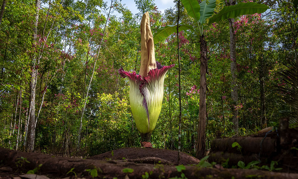 La fleur la plus grande (et la plus nauséabonde !)