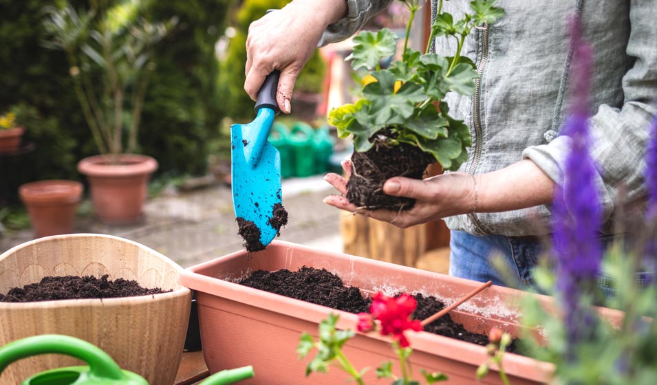 On les plante avec les mains, à la mode de chez nous