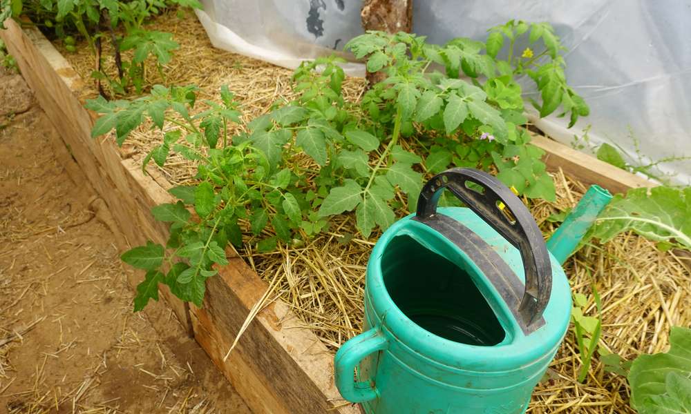 Le paillage permet au sol de rester frais en été