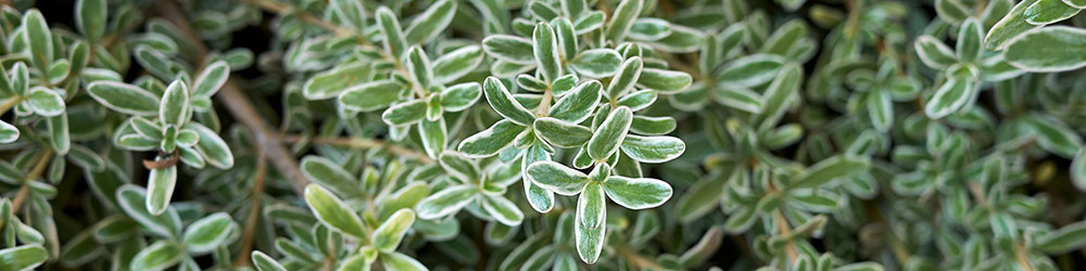 Coprosma