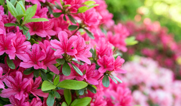 Rhododendron : floraison, entretien, plantation, culture