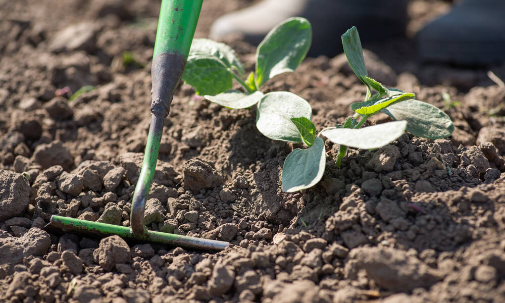 Binage autour d’un plant au potager