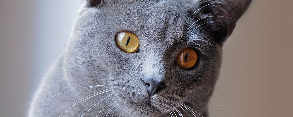 Reconnaissable à la couleur ambrée de ses yeux.