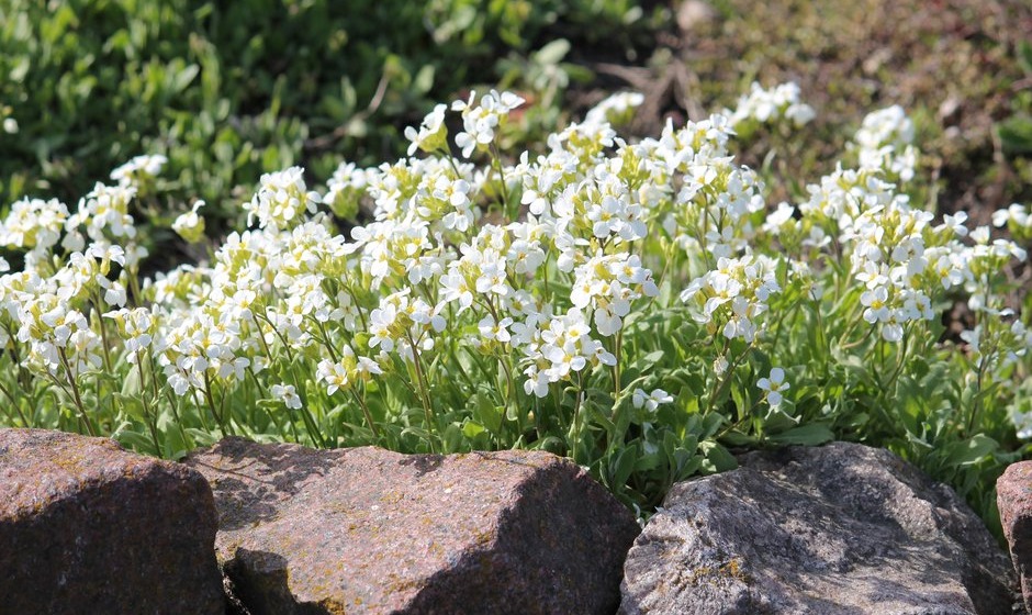 L’arabette du Caucase et ses jolis pompons blancs