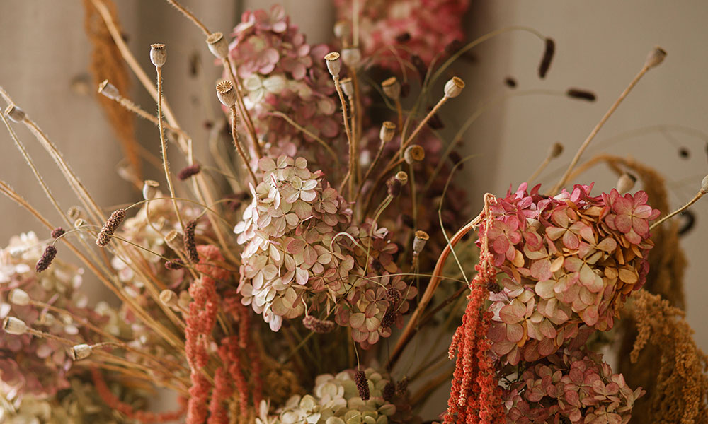 L'hortensia séché