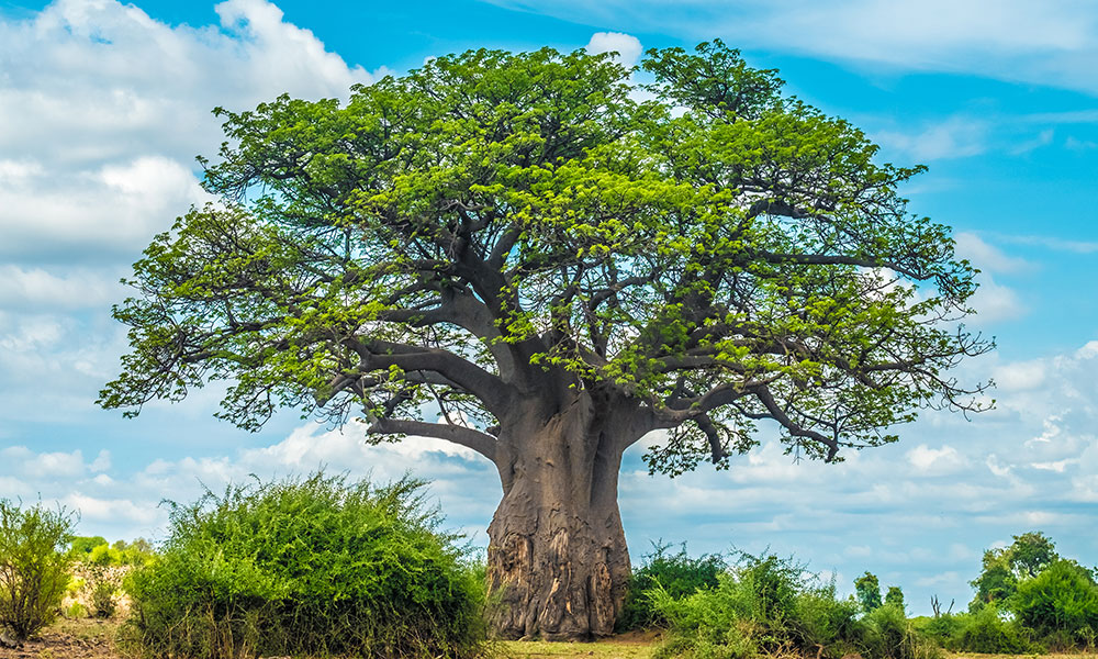 L’arbre le plus vieux