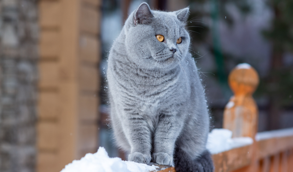 British shorthair et chartreux sont deux races de chats d'hiver à poil court 