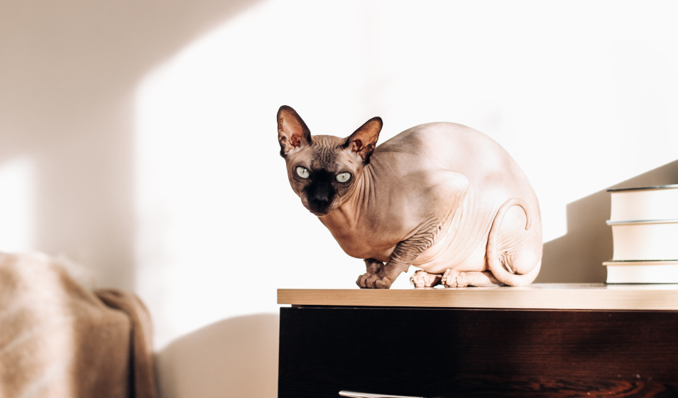 Les races de chats sans poil sont peu nombreuses mais très attachantes