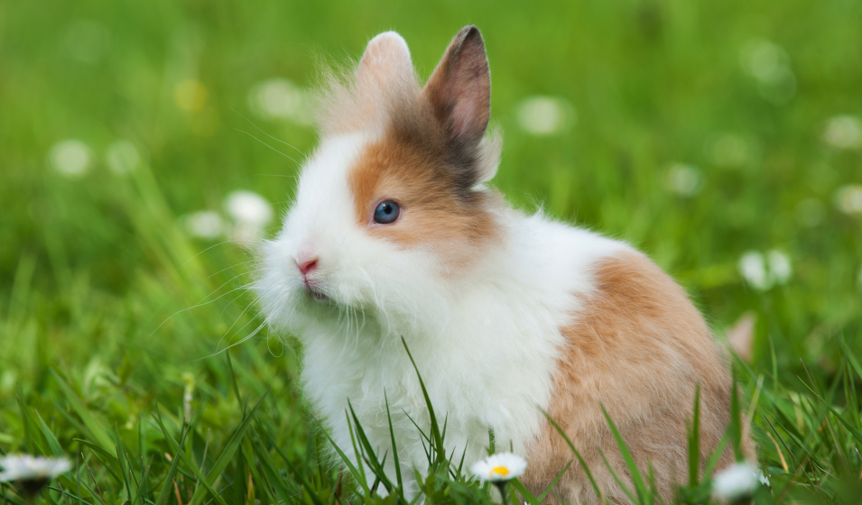 Un lapin et un lapin et un lapin