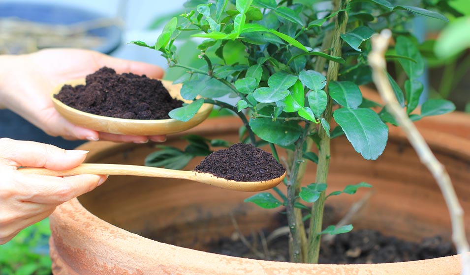 Chouchoutez vos plantes grâce aux engrais naturels 