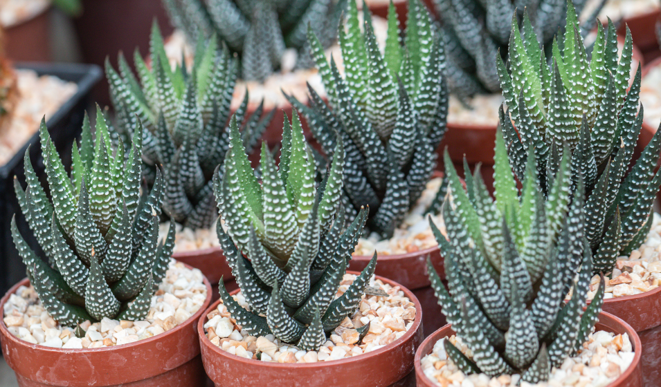 Suculentas: variedades y mantenimiento - Jardiland