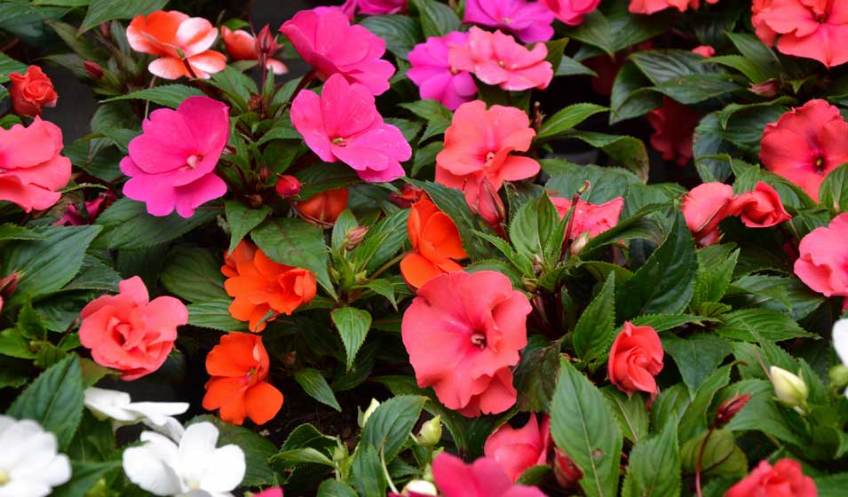 Impatiens walleriana
