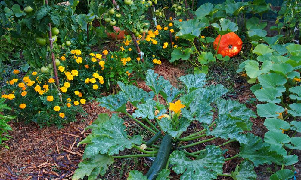 L’œillet d’Inde, le garde du corps des légumes