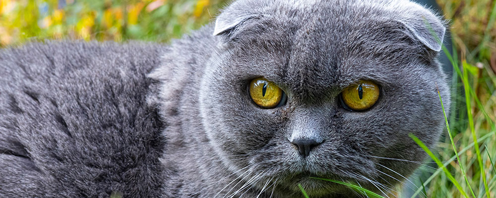 Le Scottish fold