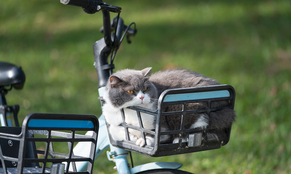 Faire du vélo en dehors des routes…