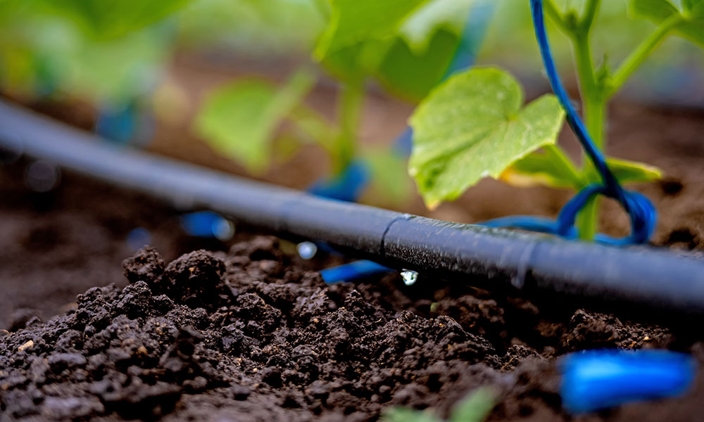 L'arrosage par goutte-à-goutte permet d'hydrater lentement les racines des plantes potagères