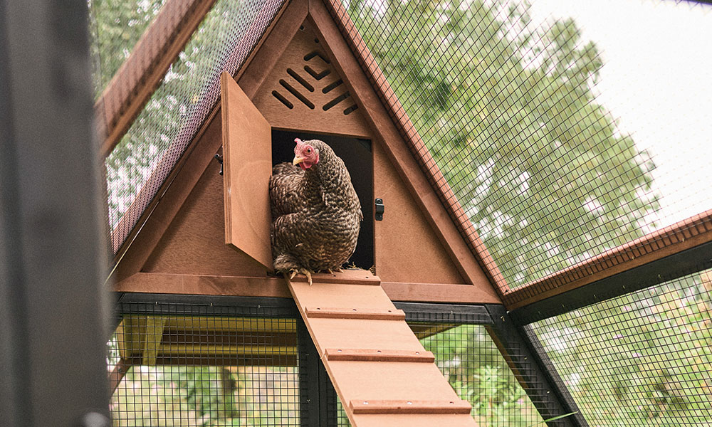 Poule dans son poulailler mobile L'INO Pure Family