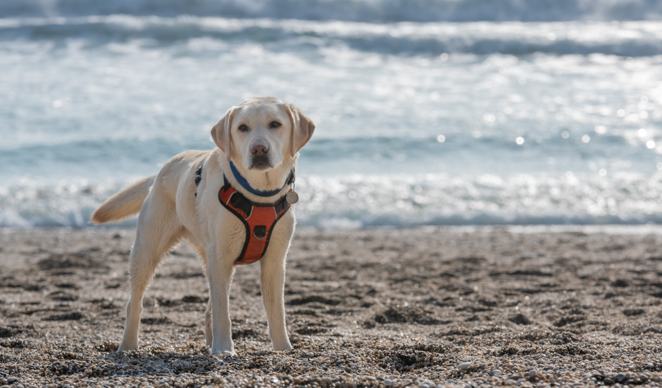 Un chien labrador retriever avec un harnais en Y est debout sur une plage 