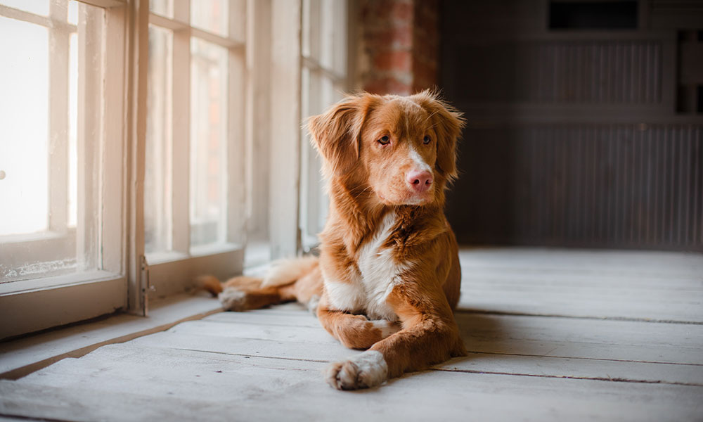 Préparer son chien à rester seul