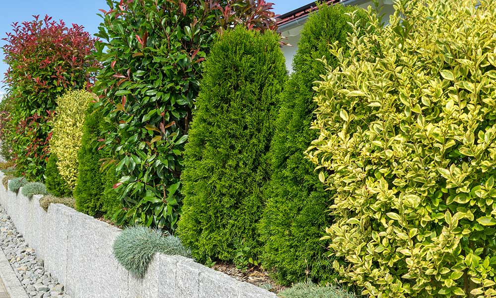 9 arbustes persistants pour une haie anti-bruit