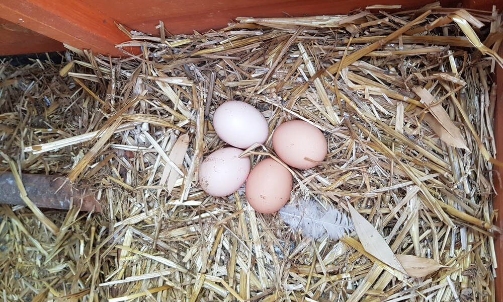 Les jeunes poules donnent rapidement leurs premiers œufs