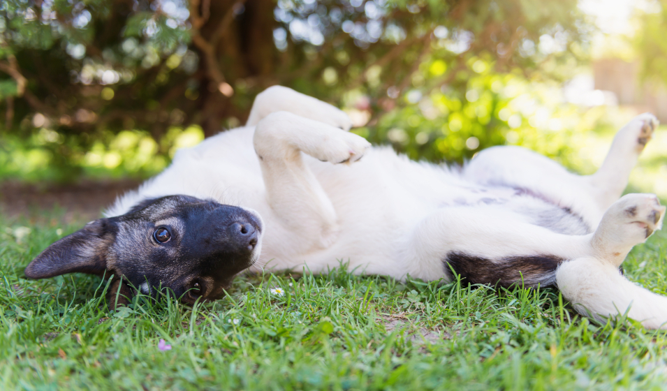 comprendre son chien 7
