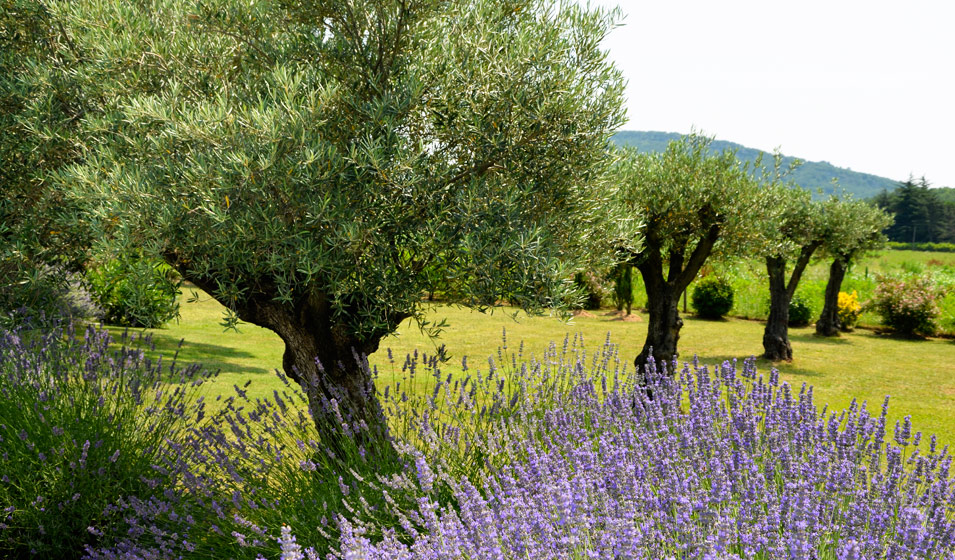 Protection de l'olivier l'hiver