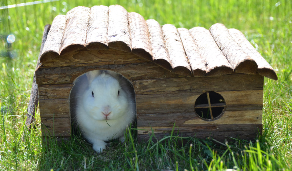 7 accessoires indispensables pour la cage de son lapin - Jardiland