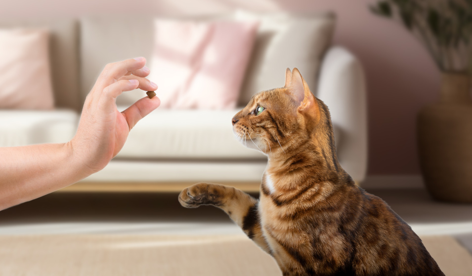 Les recettes de friandises maison pour chats sont nombreuses