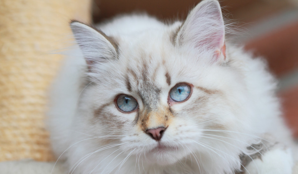 chat sibérien 4