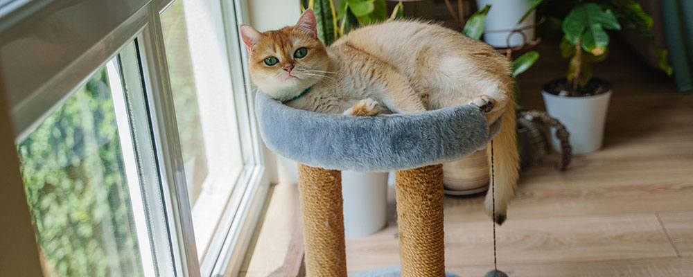 Chat perché : chat heureux !