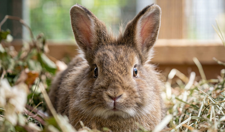 Un carnet de suivi permet de repérer une digestion difficile chez le lapin