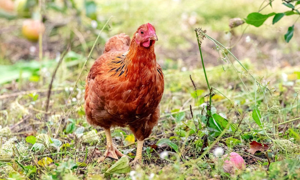 Le duo poules et arbres fruitiers marche très bien 
