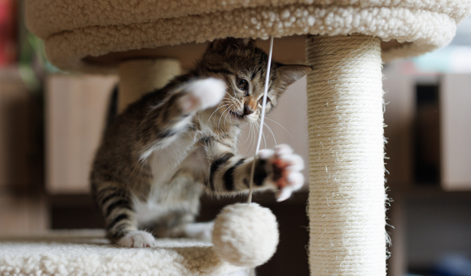 Des routines de jeux avec un chat sont simples à mettre en pratique !