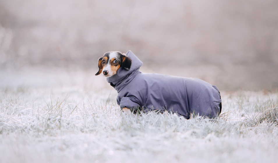 Un bon équipement permet de bien promener son chien en hiver