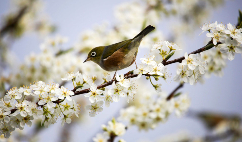 Faut-il continuer de nourrir les oiseaux au printemps ?