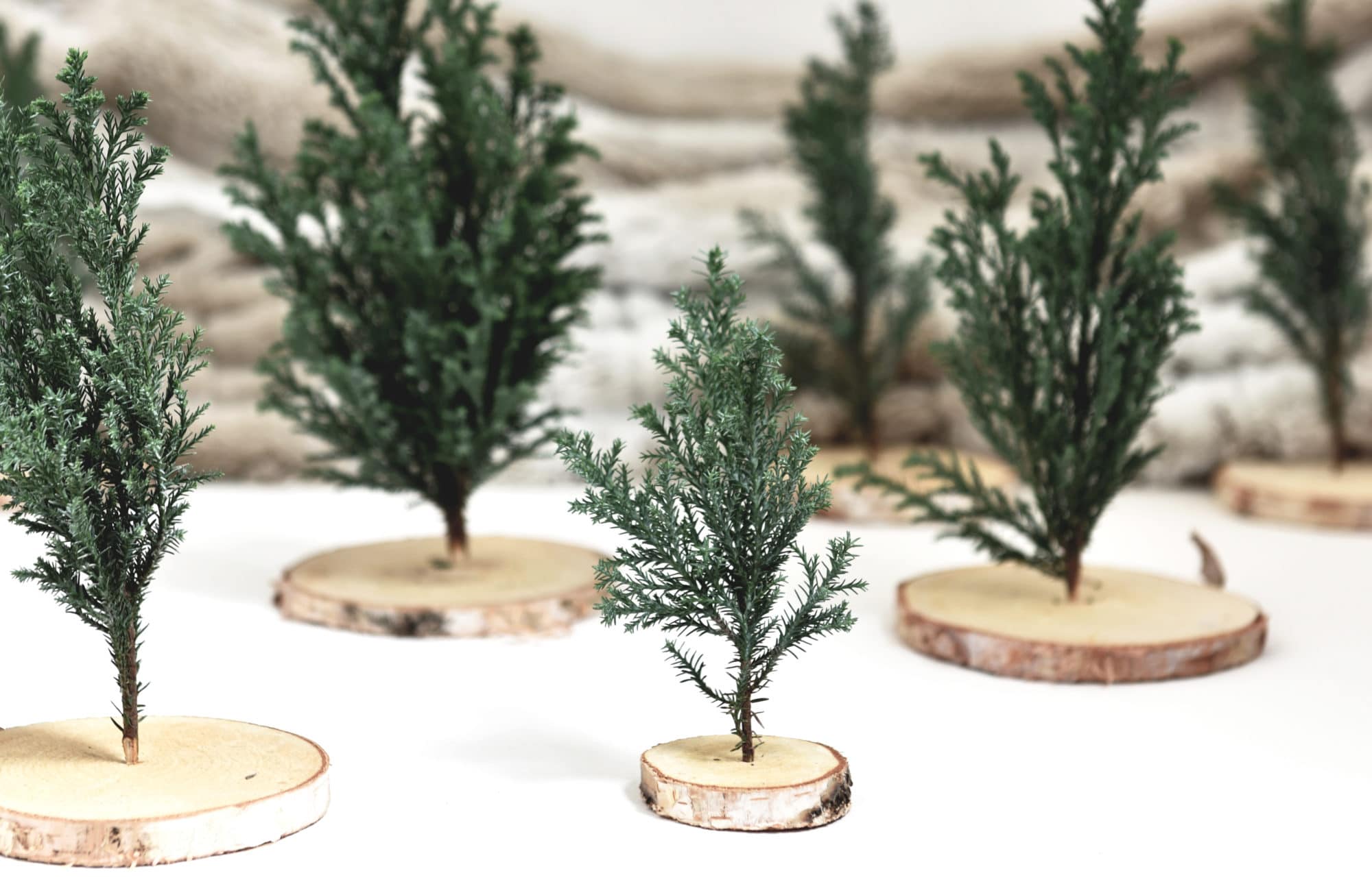 Vos mini-sapins sont prêts !
