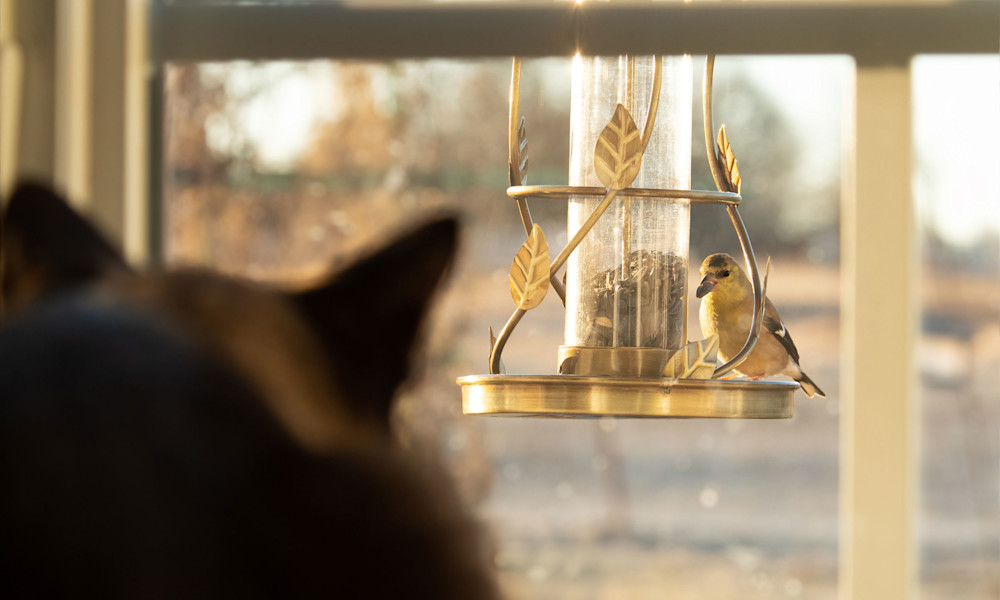 Comment éloigner les petits curieux des oiseaux ?