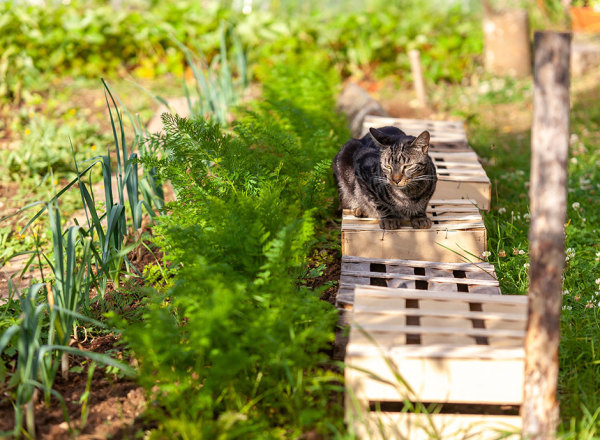 Comment empêcher les chats de faire leurs besoins dans mon jardin