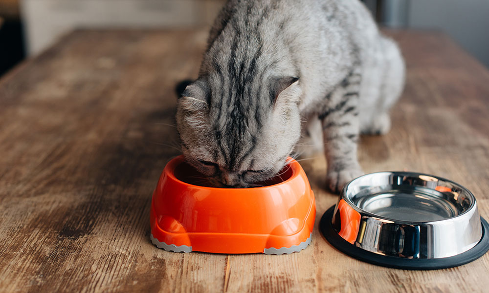 C'est sur un meuble que sont placées les gamelles du chat, hors de portée du chien