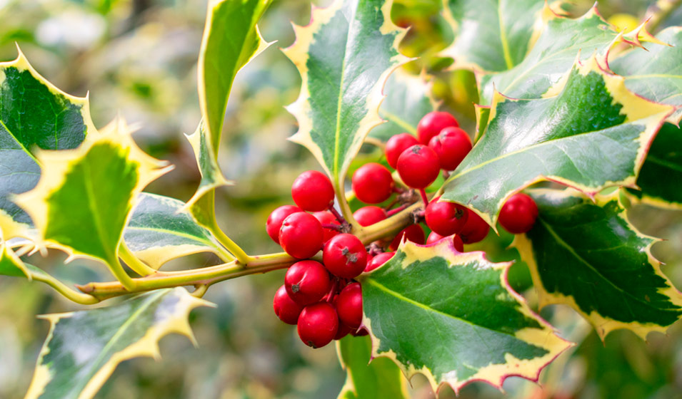 Houx (Ilex)