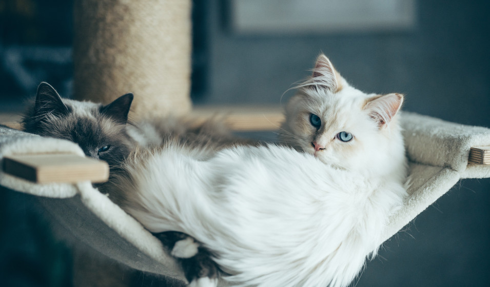 Fontaine d'eau : pourquoi l'offrir à son chat ?