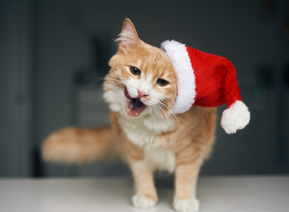 Brainbox Candy - 2 Feuilles De Papier Cadeau De Noël Amusant – « If