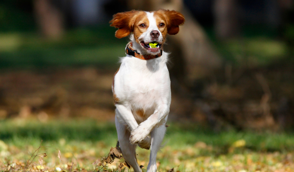 Un chien épagneul breton joue avec une balle dans un parc en automne 