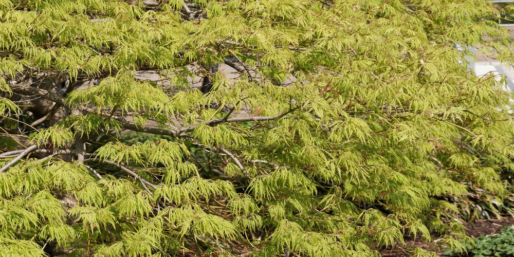 L’érable du Japon 'Dissectum Viridis’'
